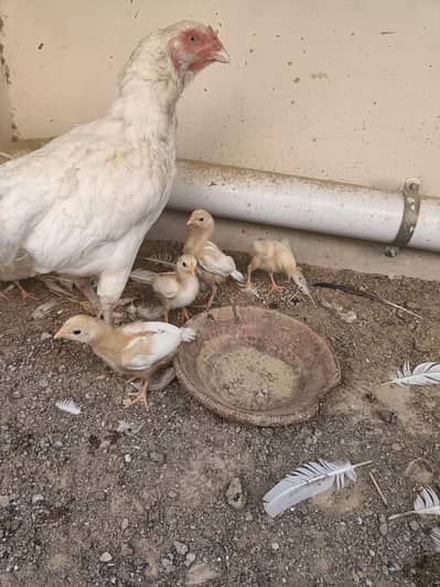 PURE QANDHARI BLOODLINE CHICKS AND FEMALE FOR SALE