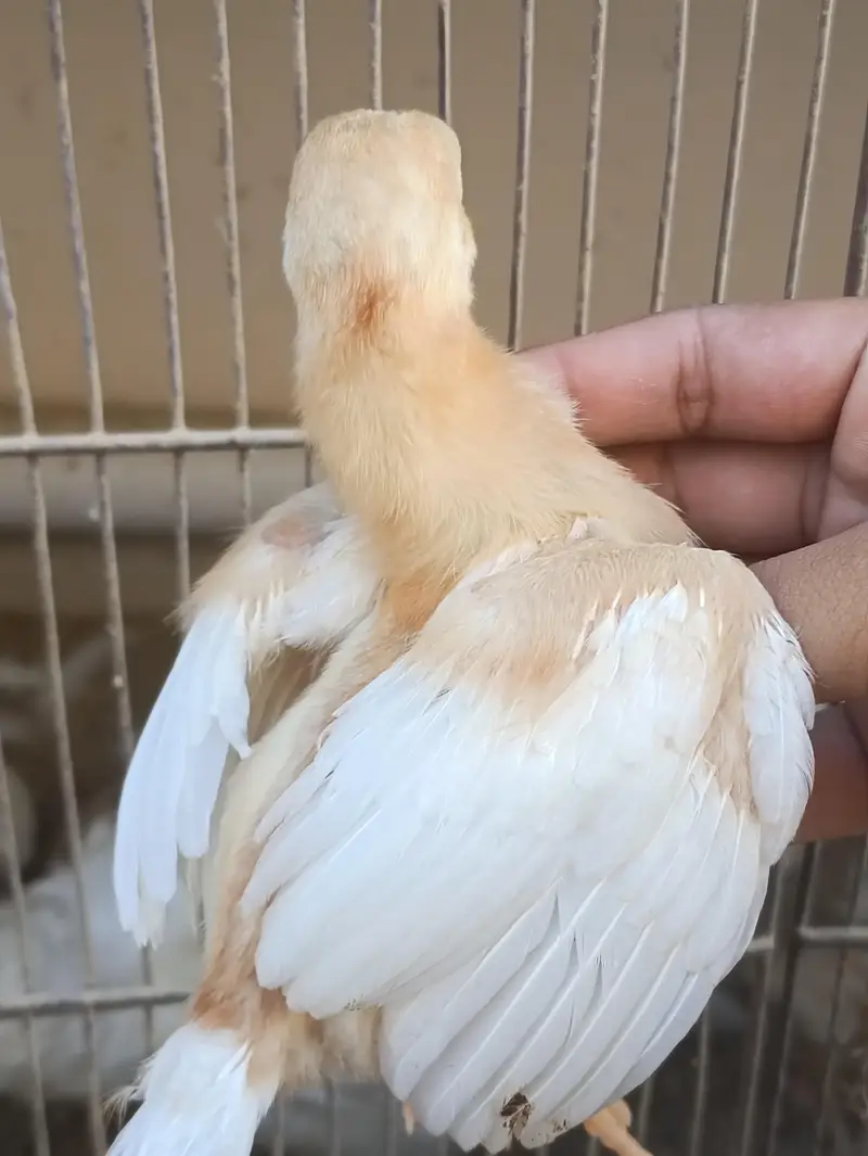 PURE QANDHARI BLOODLINE CHICKS AND FEMALE FOR SALE — photo 2
