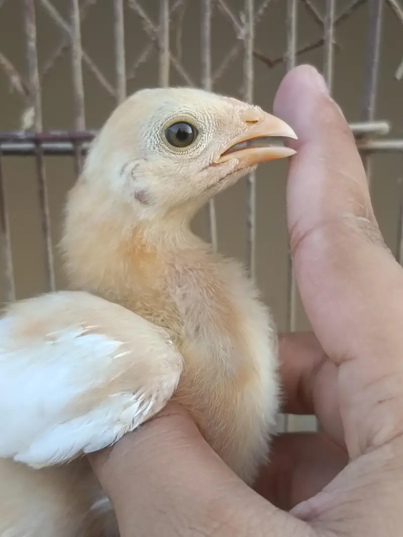 PURE QANDHARI BLOODLINE CHICKS AND FEMALE FOR SALE — photo 3
