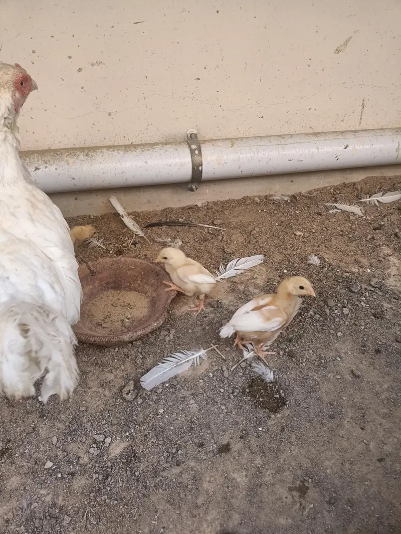 PURE QANDHARI BLOODLINE CHICKS AND FEMALE FOR SALE — photo 4