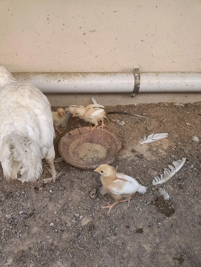 PURE QANDHARI BLOODLINE CHICKS AND FEMALE FOR SALE — photo 5