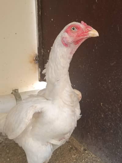 PURE QANDHARI BLOODLINE CHICKS AND FEMALE FOR SALE
