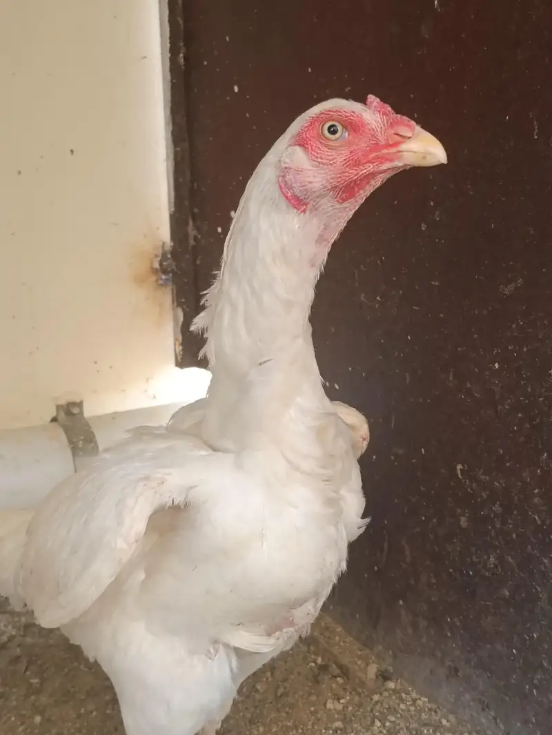 PURE QANDHARI BLOODLINE CHICKS AND FEMALE FOR SALE — photo 6