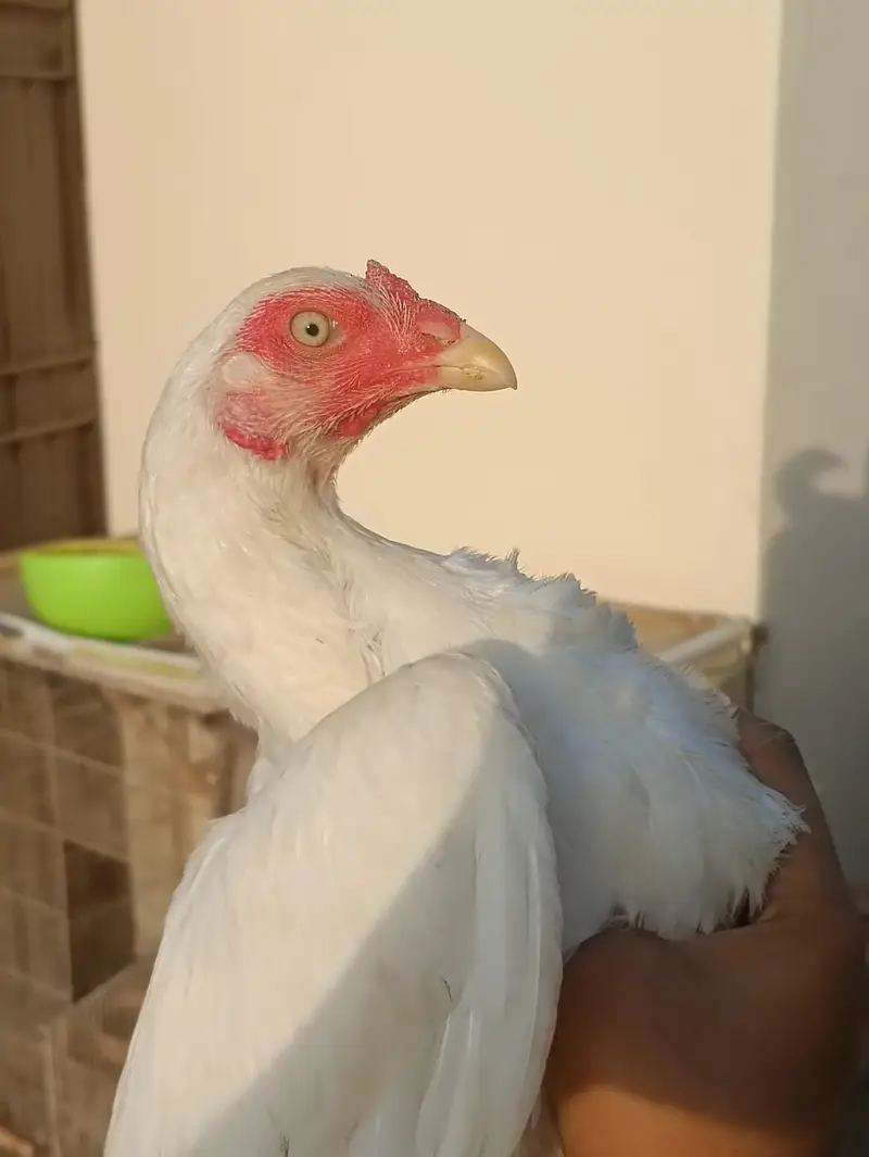 PURE QANDHARI BLOODLINE CHICKS AND FEMALE FOR SALE — photo 7