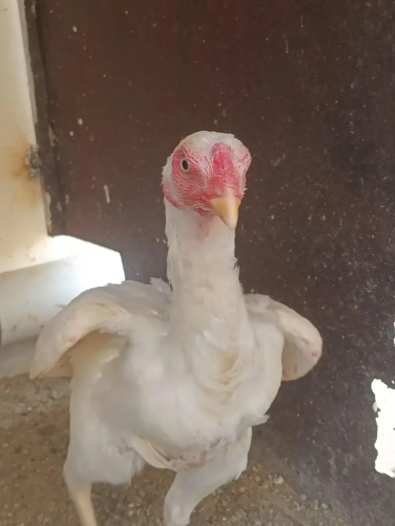 PURE QANDHARI BLOODLINE CHICKS AND FEMALE FOR SALE — photo 8