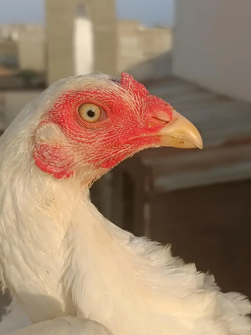 PURE QANDHARI BLOODLINE CHICKS AND FEMALE FOR SALE — photo 9