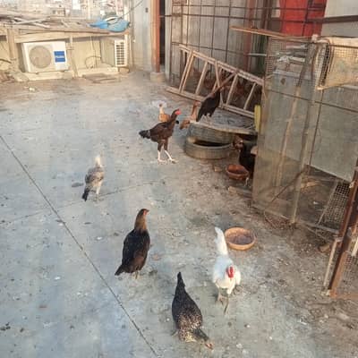 laying eggs all hens