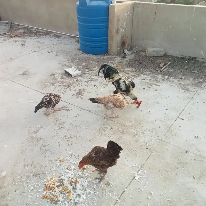 laying eggs all hens — photo 2