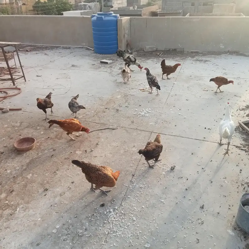 laying eggs all hens — photo 3