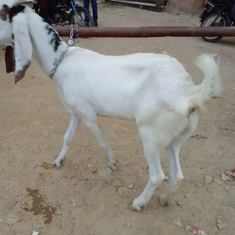 barki urgent sale