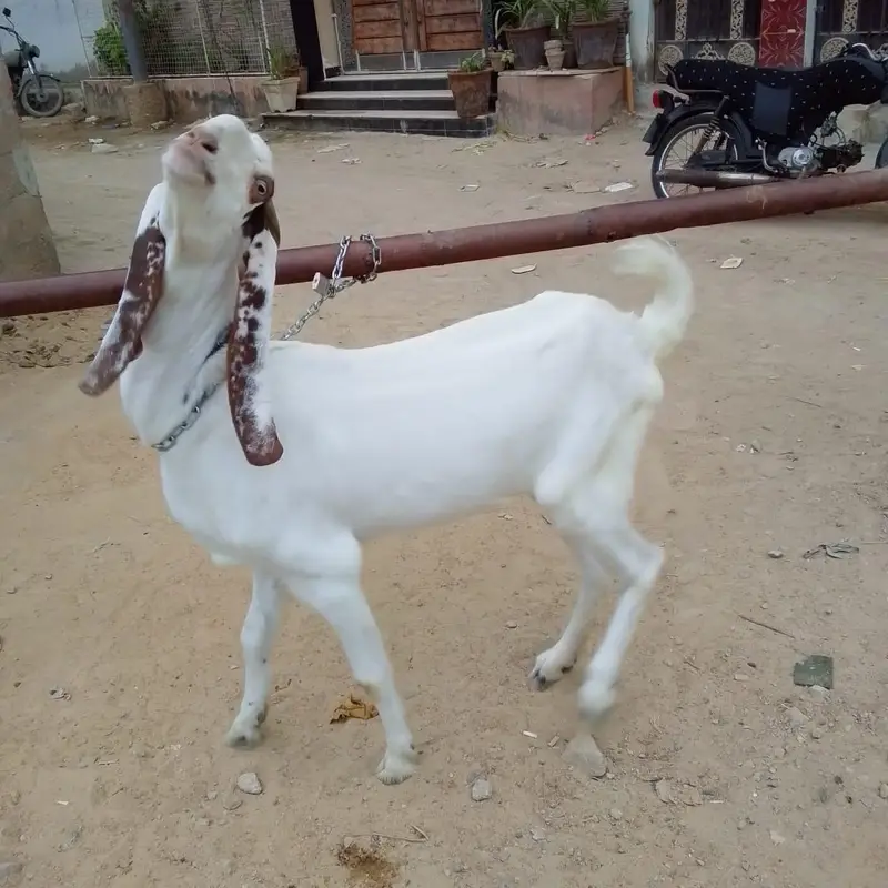 barki urgent sale — photo 3