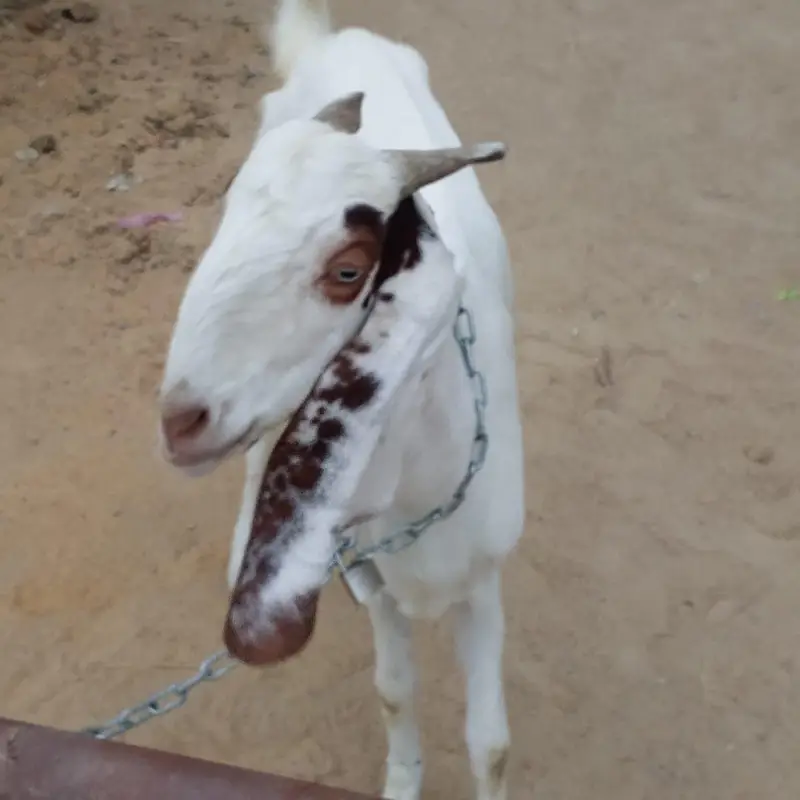barki urgent sale — photo 5