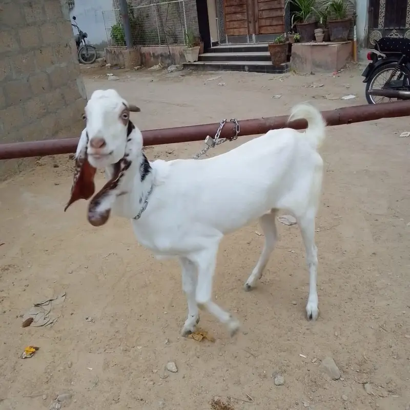 barki urgent sale — photo 6