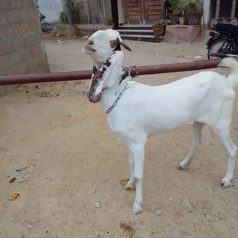 barki urgent sale — photo 7
