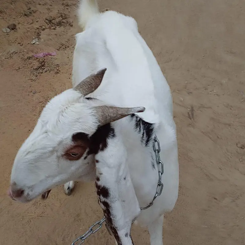 barki urgent sale — photo 8