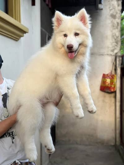 White Husky | Wolly Coat Husky | Husky Dogs / Pupps For Sale