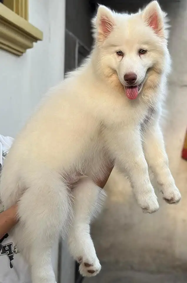 White Husky | Wolly Coat Husky | Husky Dogs / Pupps For Sale — photo 2