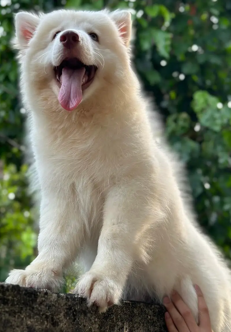 White Husky | Wolly Coat Husky | Husky Dogs / Pupps For Sale — photo 3