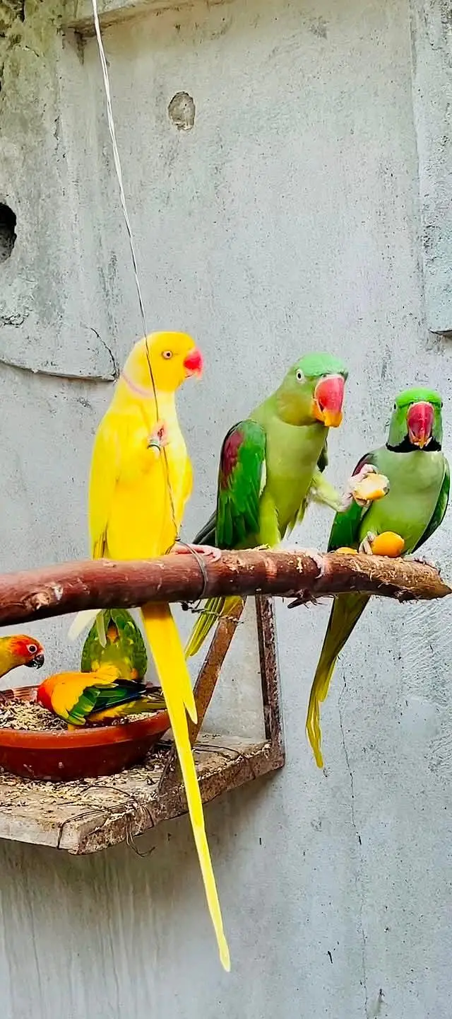 yellow parrot pair — photo 3