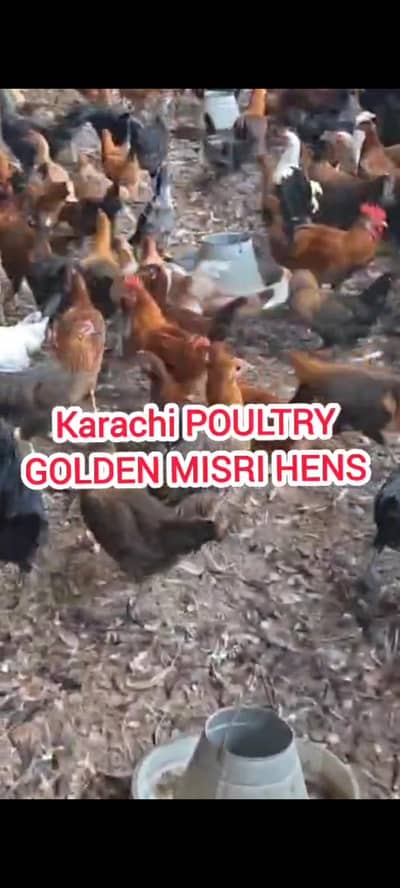 GOLDEN MISRI| گولڈن مصری|Desi misri|DESI MISRI