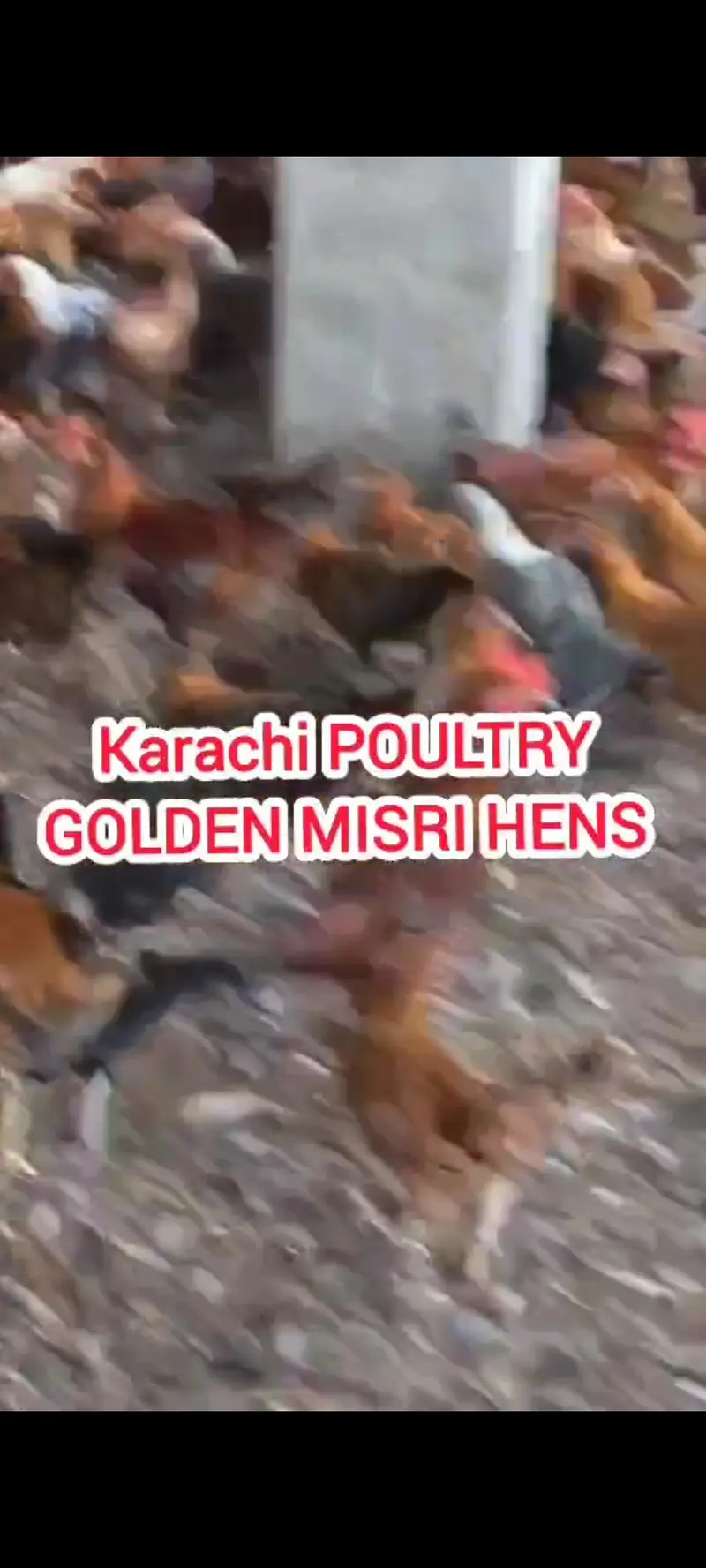 GOLDEN MISRI| گولڈن مصری|Desi misri|DESI MISRI — photo 3