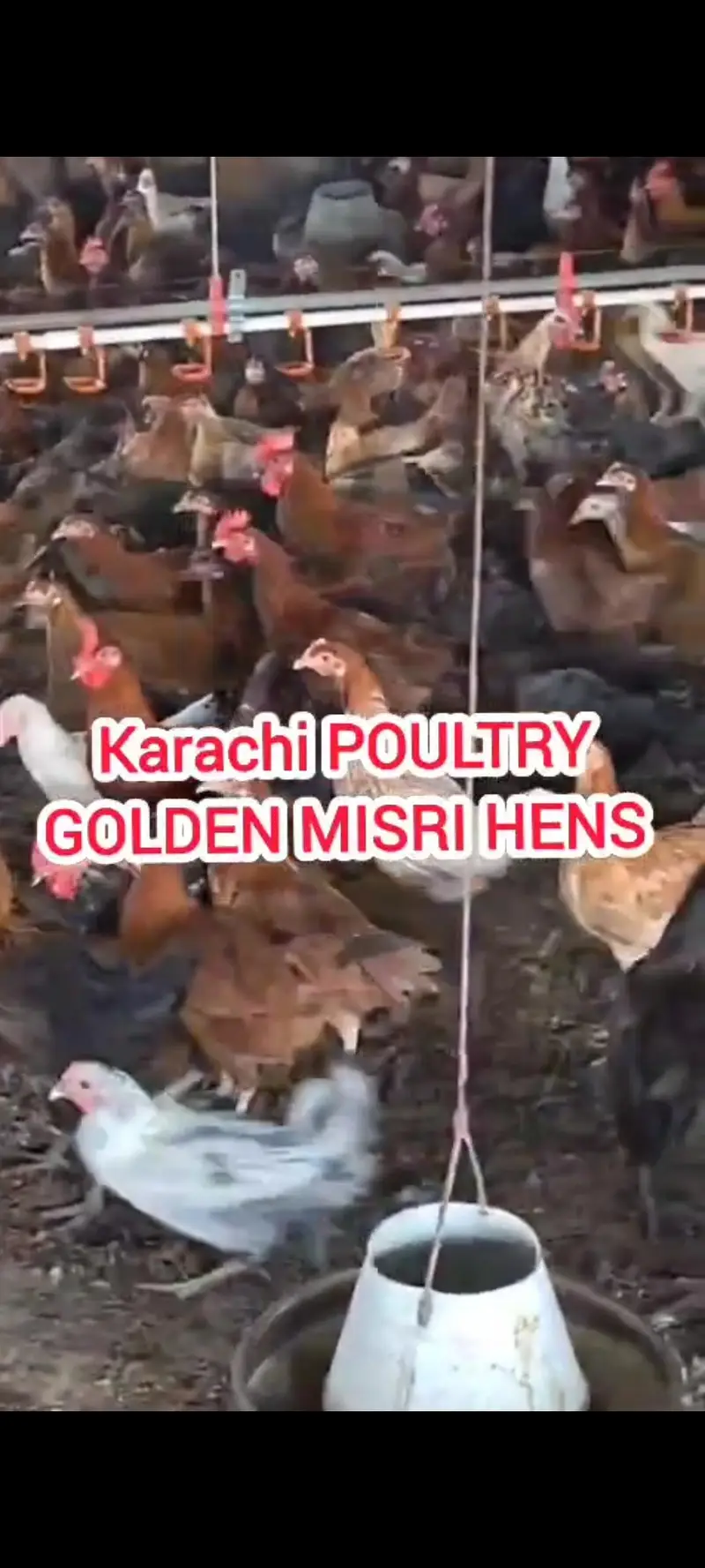 GOLDEN MISRI| گولڈن مصری|Desi misri|DESI MISRI — photo 5