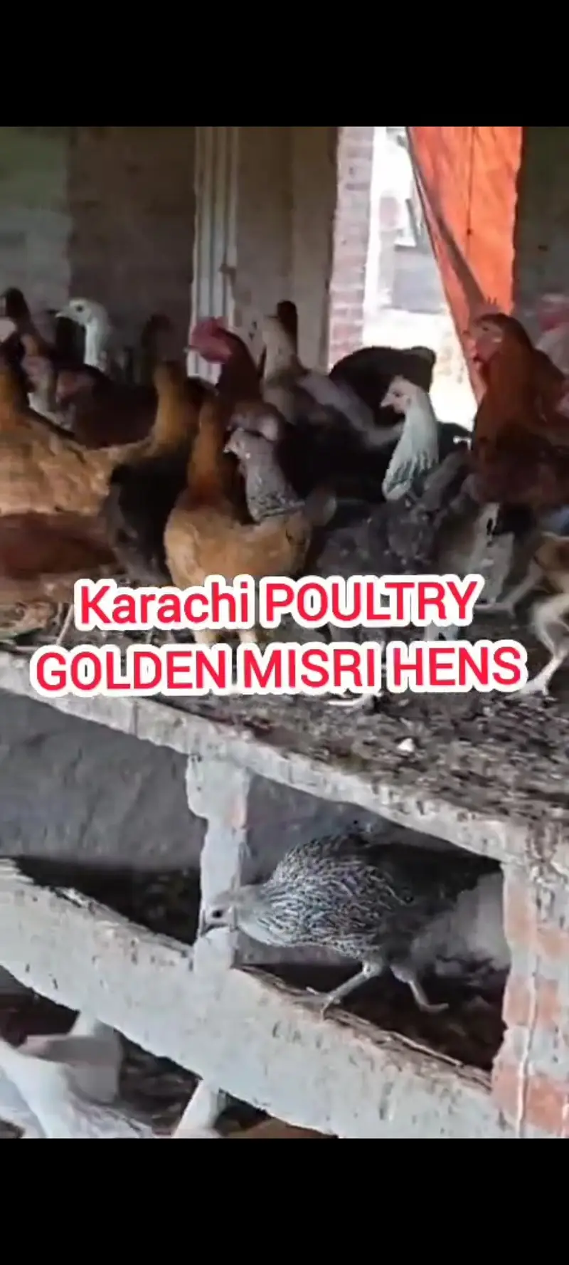 GOLDEN MISRI| گولڈن مصری|Desi misri|DESI MISRI — photo 6