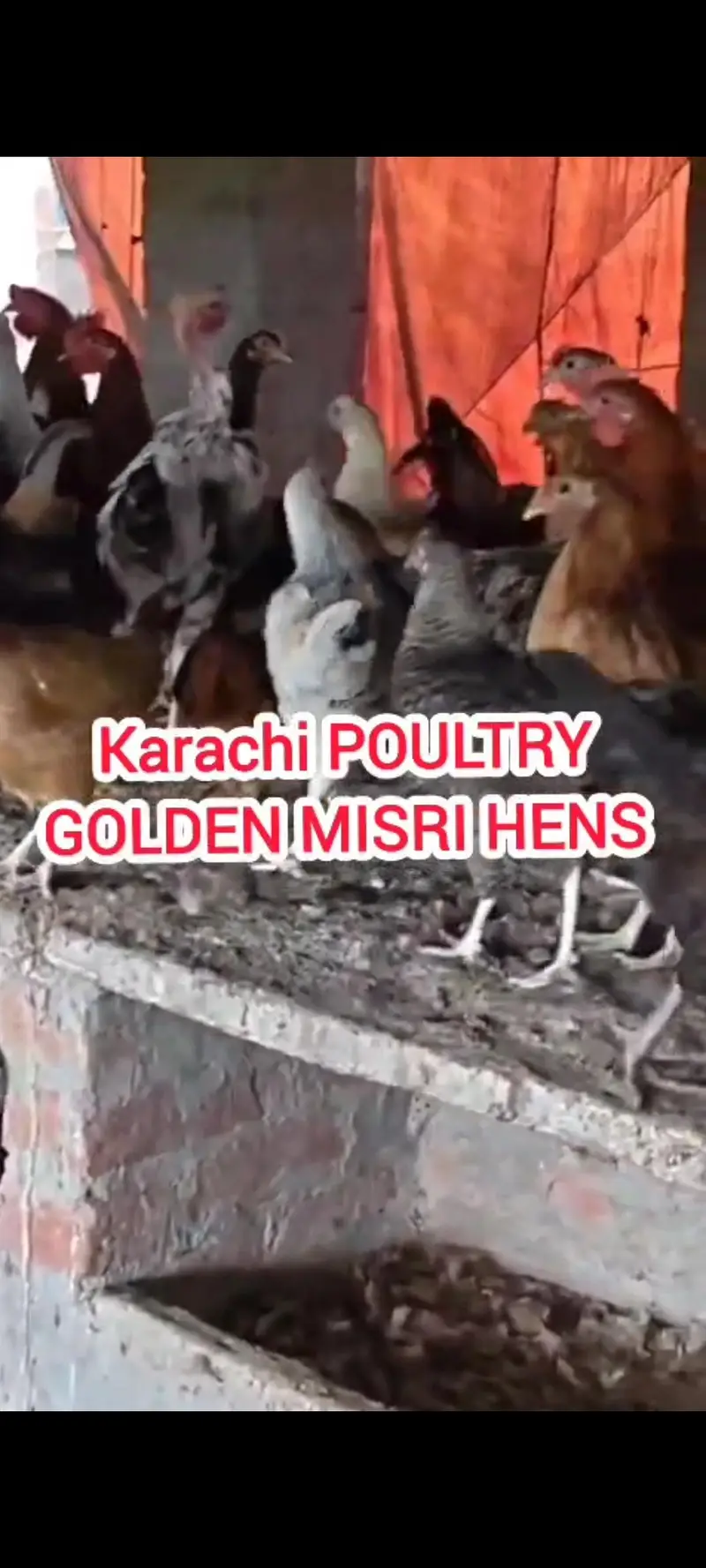 GOLDEN MISRI| گولڈن مصری|Desi misri|DESI MISRI — photo 7