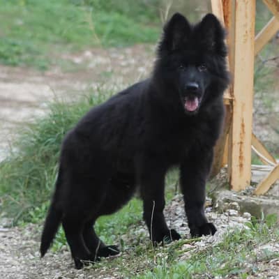 Black Shepherd Puppy | Long Coat German Shepherd Black Puppy | GSD