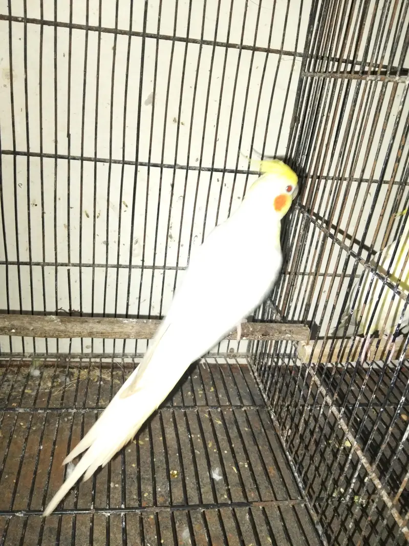 common white red eyes price 2800 ? pied Cocktail breeder male 2500 — photo 2