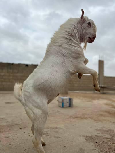 teddi breeder