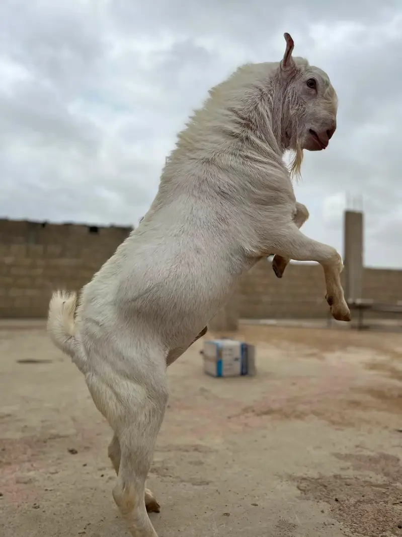 teddi breeder