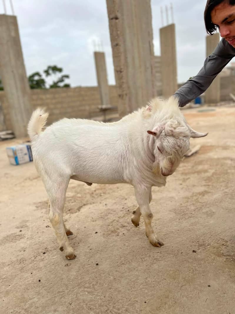 teddi breeder 1