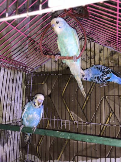 Top quality k budgie he home breed he