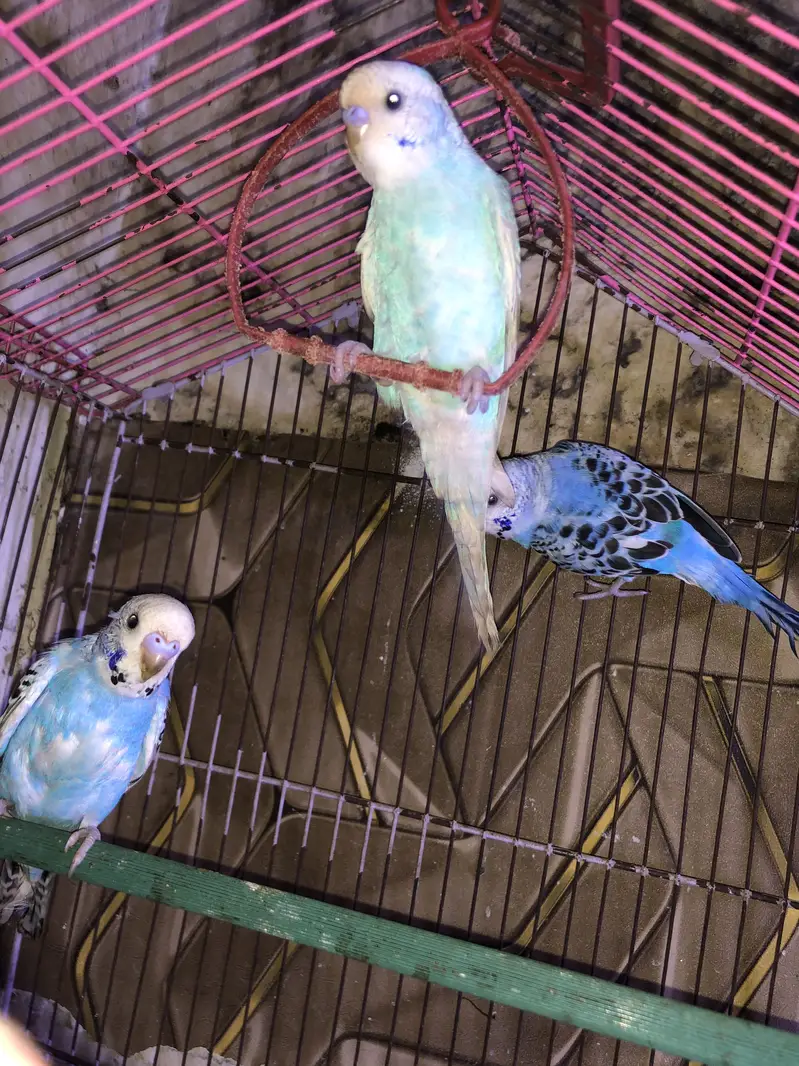 Top quality k budgie he home breed he — photo 2