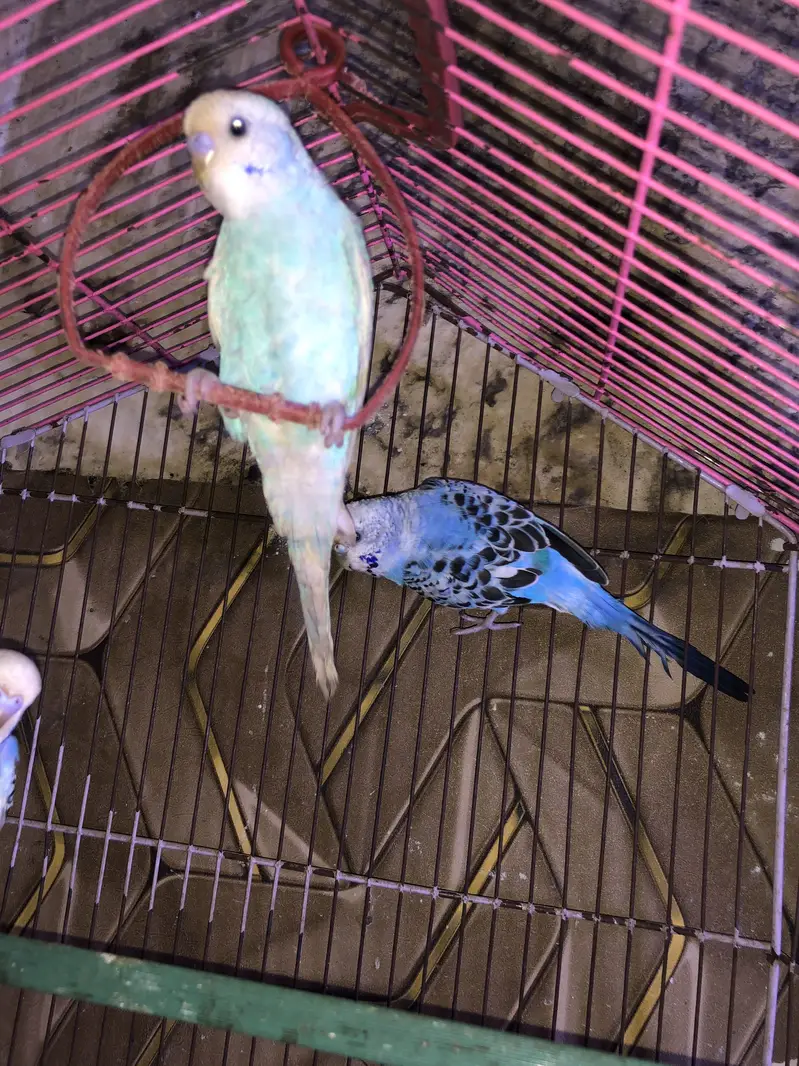 Top quality k budgie he home breed he — photo 3