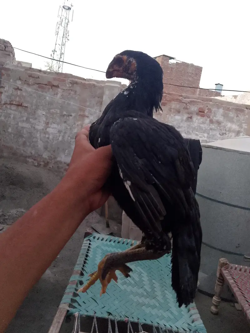high quality Indian parrot beak long tail 100%  tail 03038548515 — photo 10