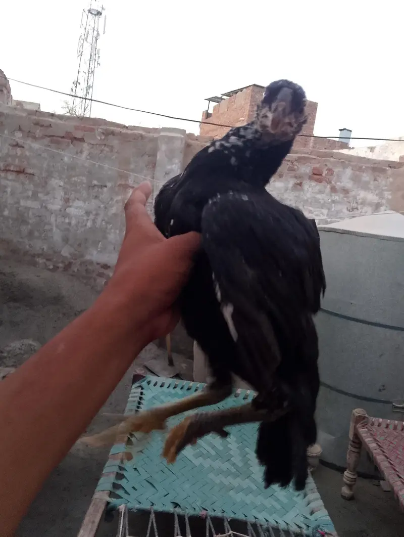 high quality Indian parrot beak long tail 100%  tail 03038548515 — photo 11