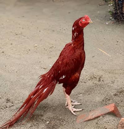 main wali aseel pure  for sale