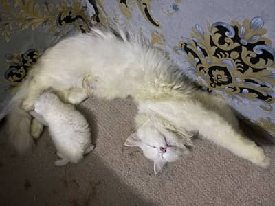 cat with baby