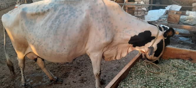 Friesian cross cow