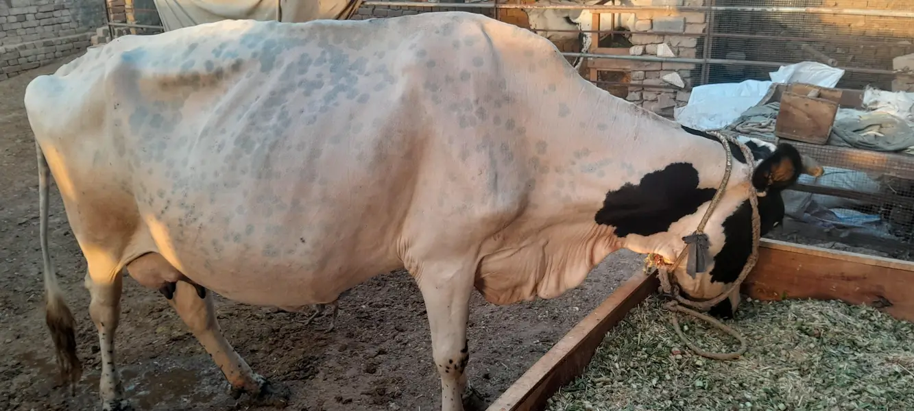 Friesian cross cow — photo 2