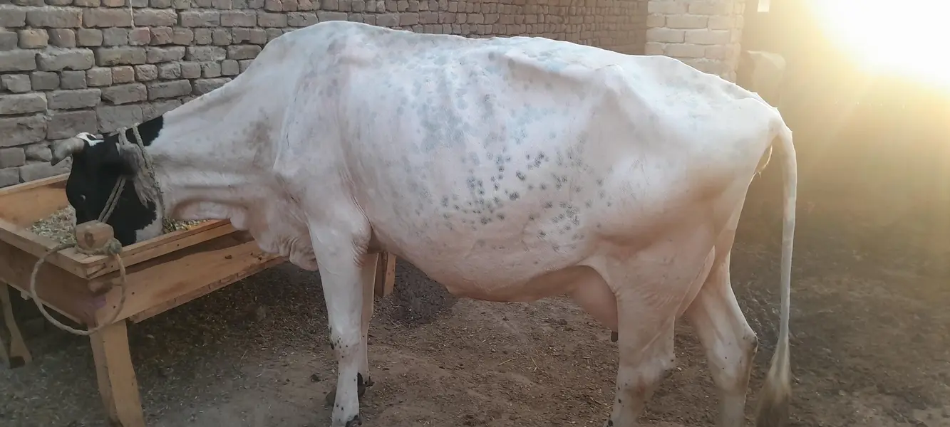 Friesian cross cow — photo 3