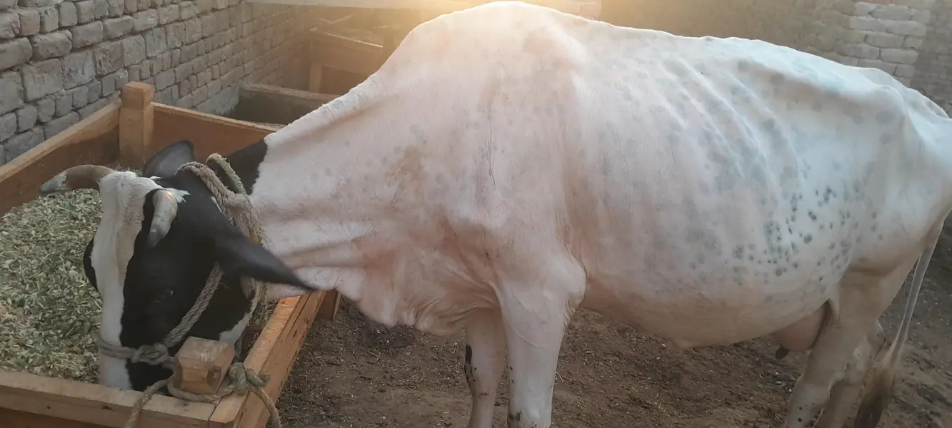 Friesian cross cow — photo 4