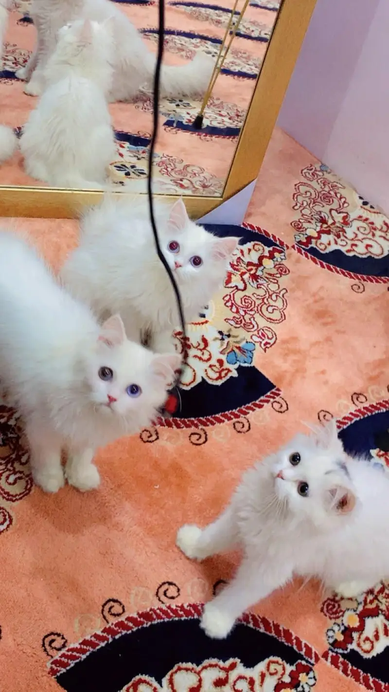 Healthy Mother Cat with 3 Kittens — photo 2