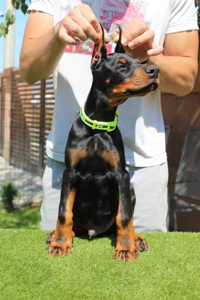 American Doberman puppies | Doberman Puppy | Dog for sale