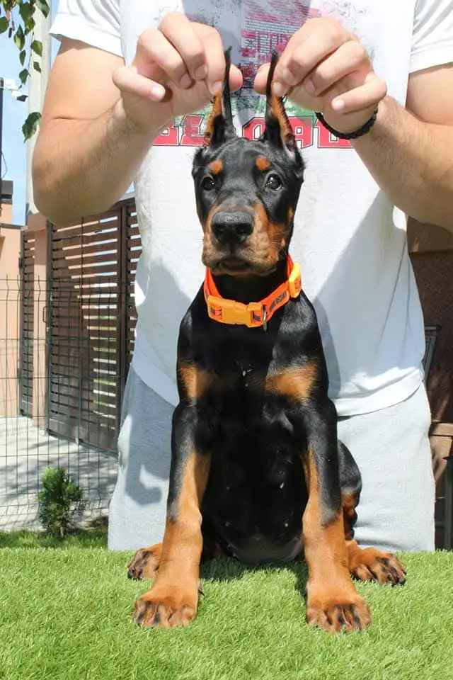 American Doberman puppies | Doberman Puppy | Dog for sale — photo 3