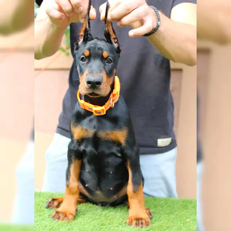 American Doberman puppies | Doberman Puppy | Dog for sale — photo 4