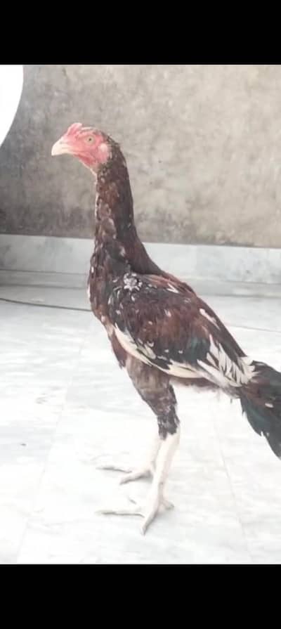 Pure mianwal breederi aseel