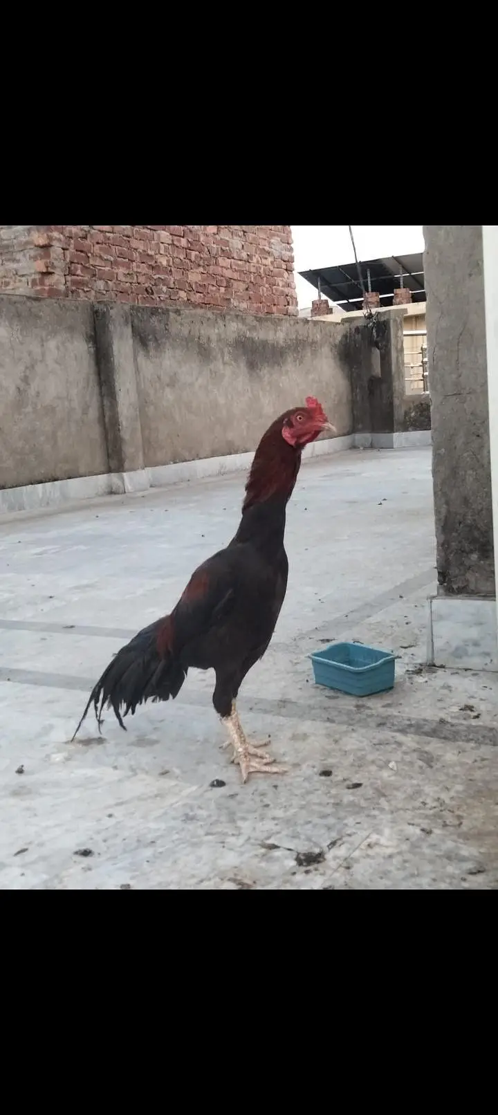 Pure mianwal breederi aseel — photo 3